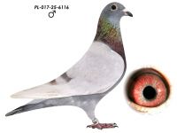 Wnuk 808 x Wnuczka 808 K. Paszek