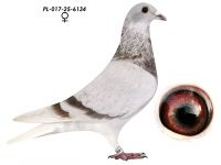 Wnuk 808 x Wnuczka 808 K. Paszek