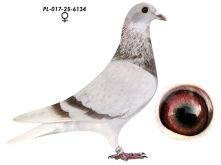 Wnuk 808 x Wnuczka 808 K. Paszek