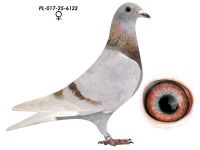 Wnuk 808 x Wnuczka 808 K. Paszek