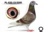 Wnuk 820 x linia Golden Prince