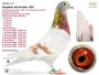 Wnuk 820 x linia Golden Prince