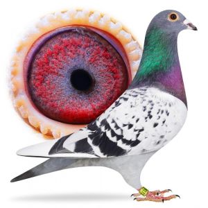 Wnuk BŁYSKAWICY x wnuczka DAKARA i KARIN