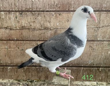 Wnuk Kittel !! X Wnuczka Kittel !! Dirk van den Bulck