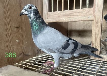 Wnuk Kittela! Dirk van den Bulck X curka OLYMPIADE ZAK