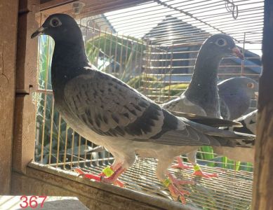 Wnuk RUDEGO!! G. Vandenabeele X corka Olypiczyka Zak