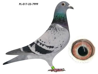 Wnuk/Wnuczka 820 K. Paszek