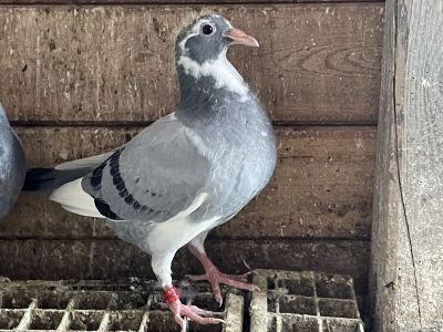 Wnuku Kittel !! Dirk van den Bulck!! X 12 Smica niemiec