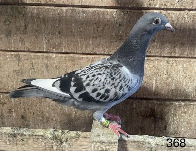 Wnuku RUDEGO!! G. Vandenabeele X corka Olypiczyka Zak