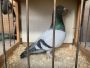 Wnuku RUDEGO!! G. Vandenabeele X Wnuczka Rudego