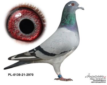 Zbigniew i Wioletta Mitręga